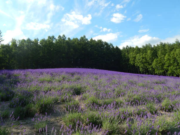 山上的薰衣草图片下载
