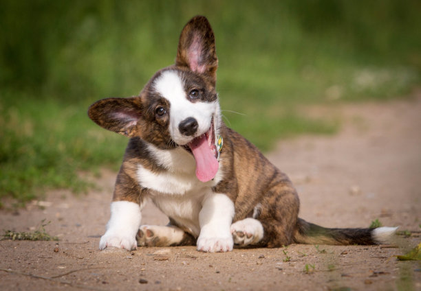 小狗威尔士柯基羊毛衫素材图片