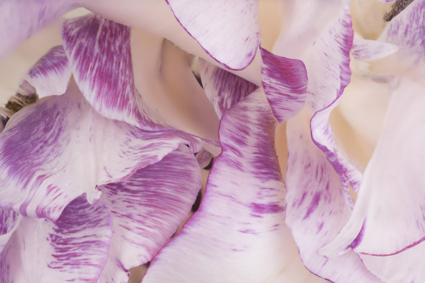 郁金香图片下载