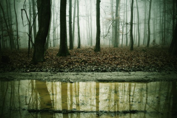 树木倒映在水中。图片下载