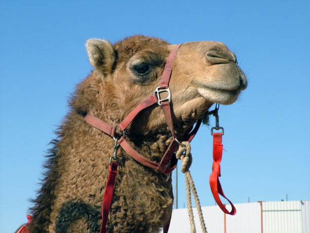 骆驼头，布利亚，澳大利亚昆士兰图片下载