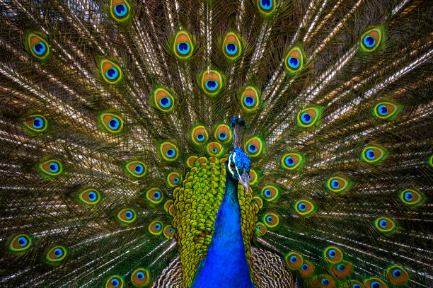 展开羽毛的孔雀图片下载