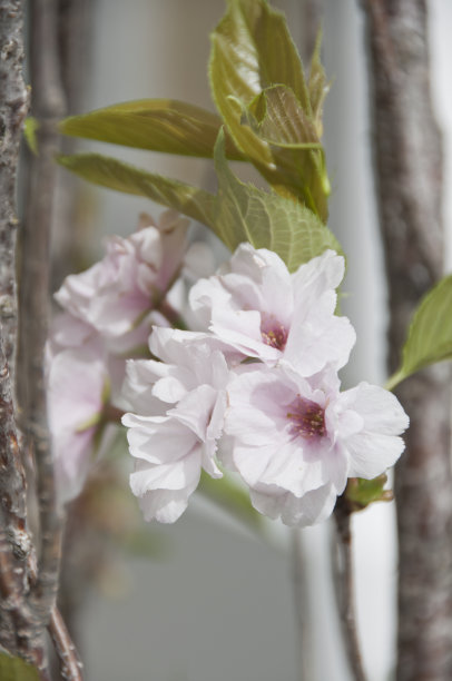 树开花图片下载
