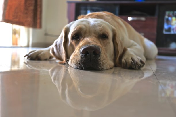 狗拉布拉多在地板上图片下载