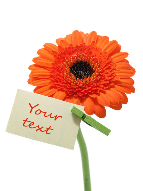 非洲菊的花图片下载