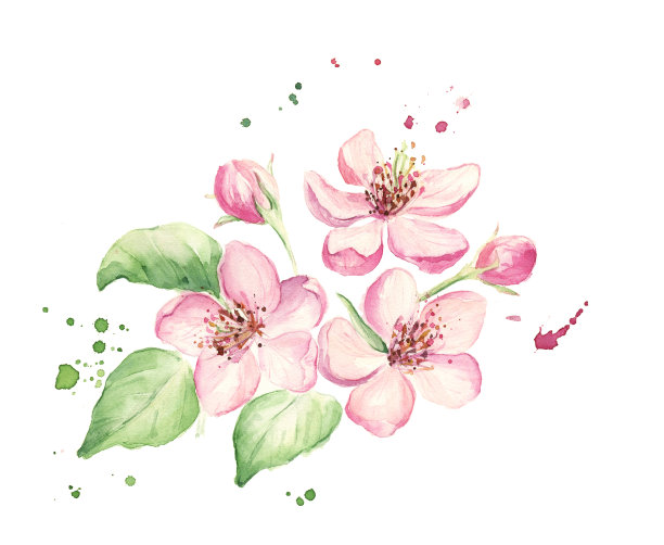 春天水彩花图片下载