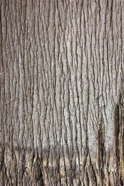 棕榈树的树皮接近皮肤画图片下载