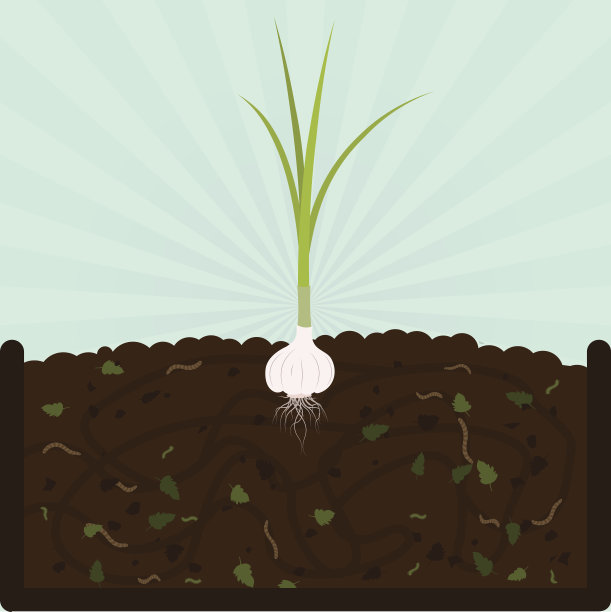 种植大蒜和堆肥图片下载