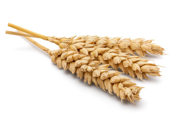 小麦干耳图片下载