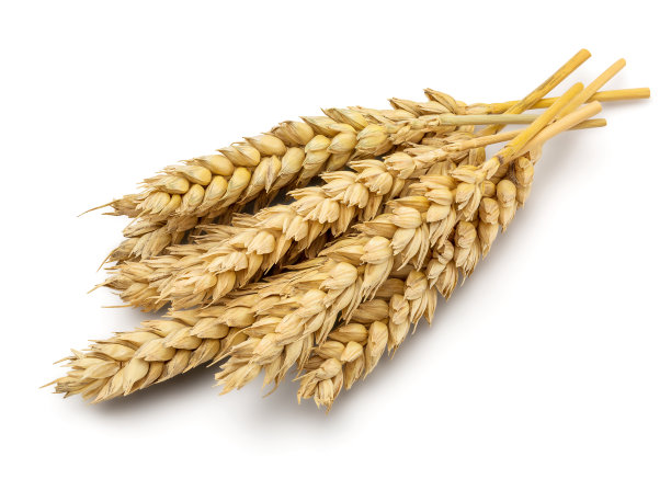 小麦干耳图片下载