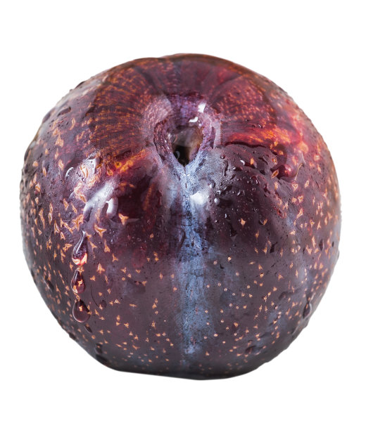 青梅带水滴图片下载