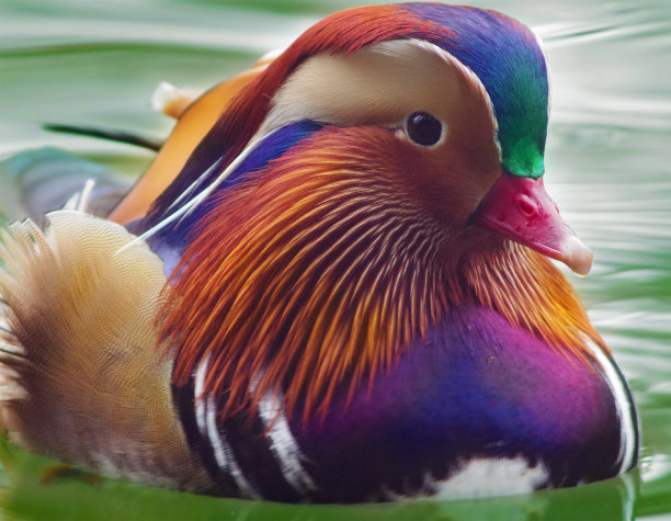 鸳鸯肖像图片下载