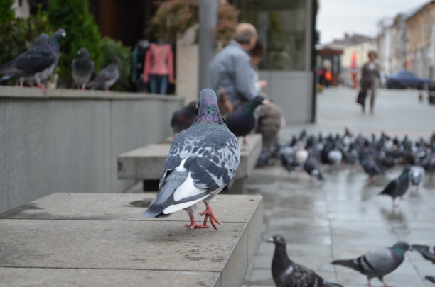鸽子图片下载