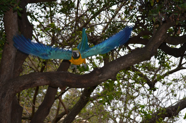 金刚鹦鹉在飞行中图片下载