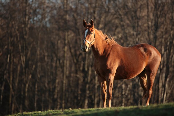 马在黄昏图片下载