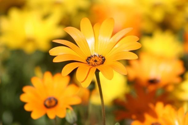 丰富多彩的春天雏菊图片下载