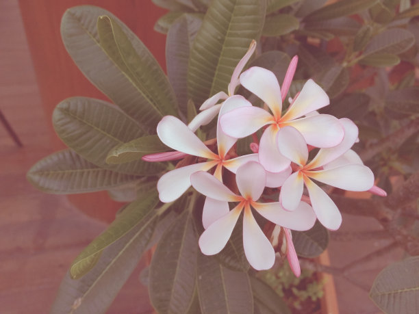 自然背景上的白色鸡蛋花，复古风格图片下载