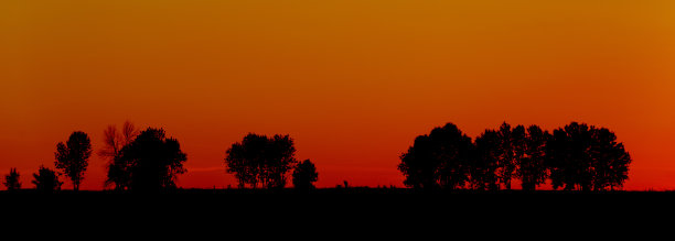 橙色天空的背景上有树的黑色剪影图片下载