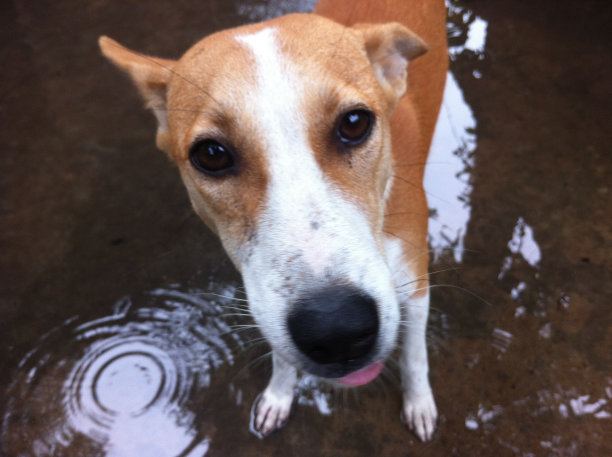 宠物狗图片下载