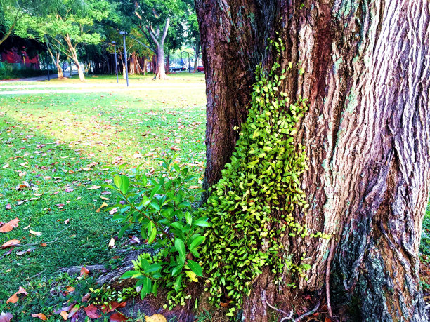 大树上的小草图片下载