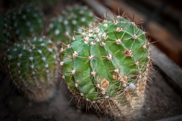 仙人掌图片下载