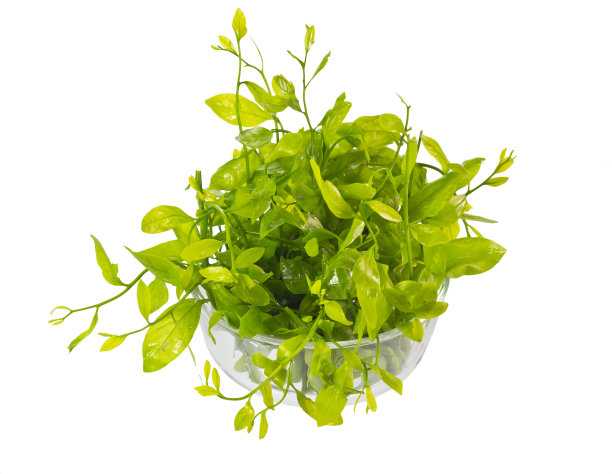 蔬菜植物图片下载