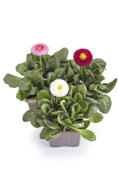 黛西花，贝利斯·佩伦尼斯图片下载