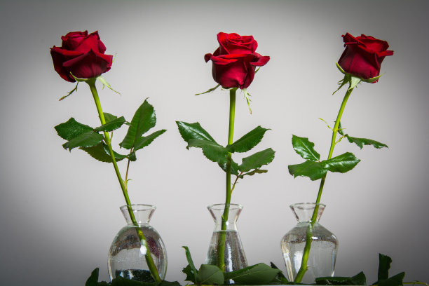 红色玫瑰的空白背景与文字空间图片下载