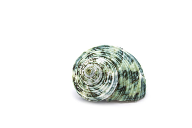 海贝壳图片下载