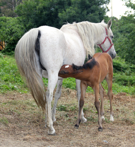 两匹马图片下载