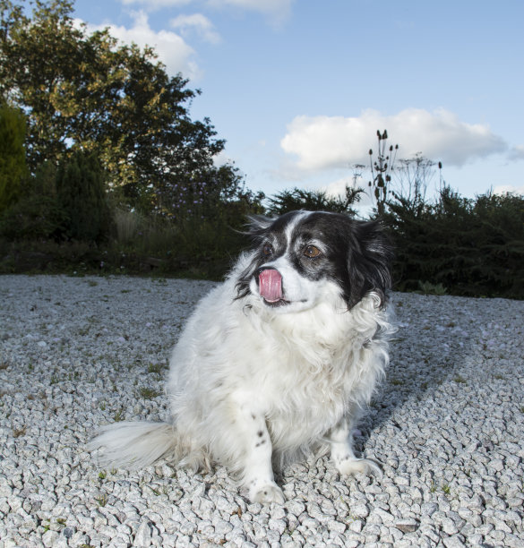 黑白狗坐在石头上图片下载