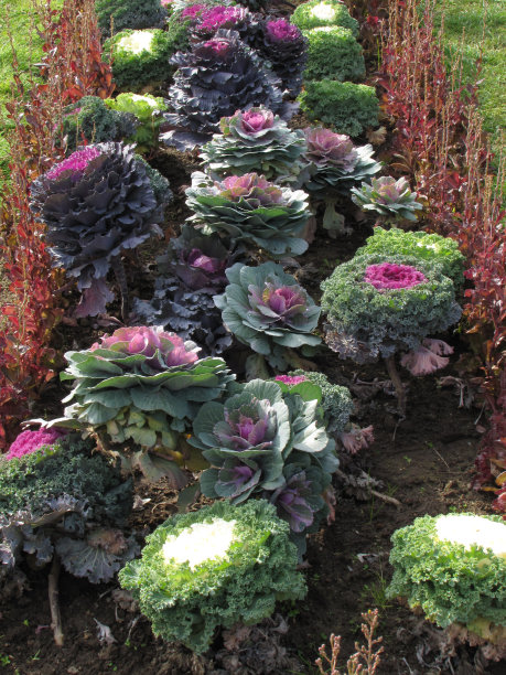 卷心菜图片下载