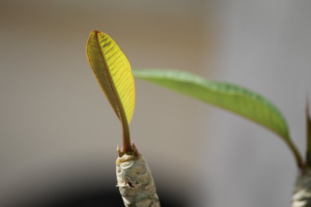 新的叶子图片下载