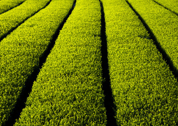 茶的作物图片下载