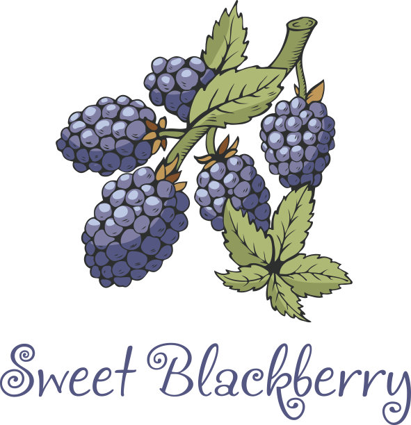 黑莓贴纸与树枝和树叶图片下载