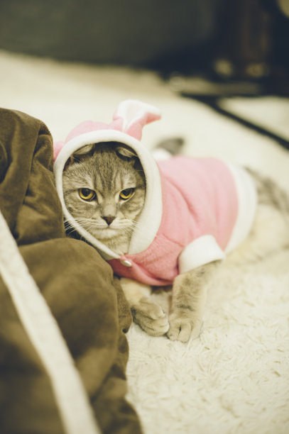 可爱的苏格兰直男猫穿着粉红色的兔子服装图片下载