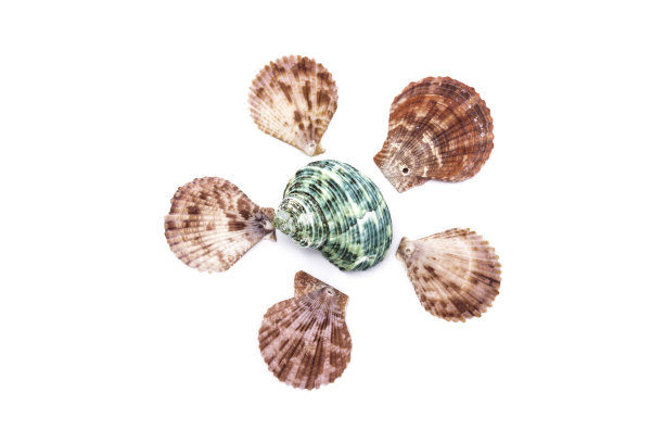 海贝壳图片下载