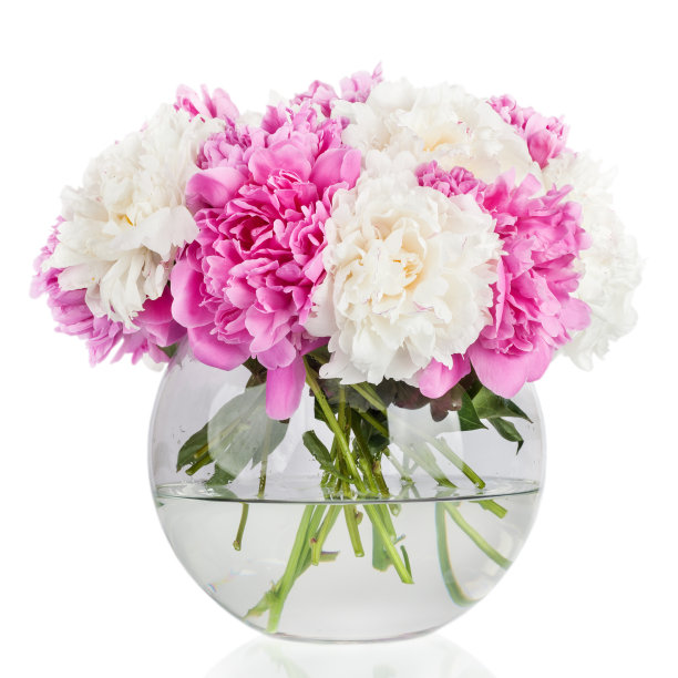 牡丹花瓣背景。芍药。图片下载