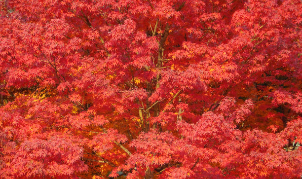 韩国的红色枫叶图片下载