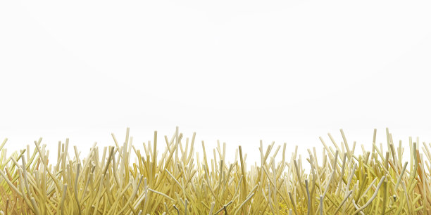 孤立在白色背景上的海葵图片下载