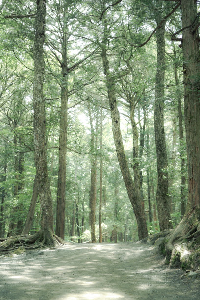 在春天浓雾弥漫的森林里漫步。绿色的森林图片下载