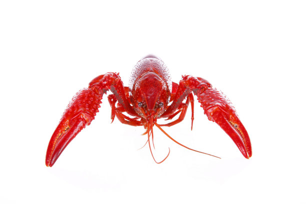 小龙虾图片下载