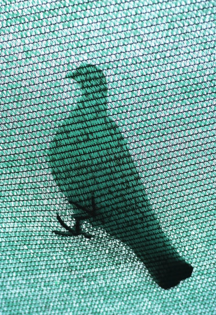 影子鸽子5图片下载