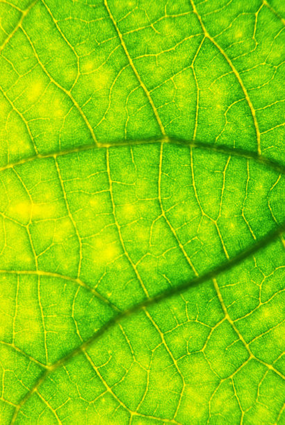 绿色的叶子图片下载