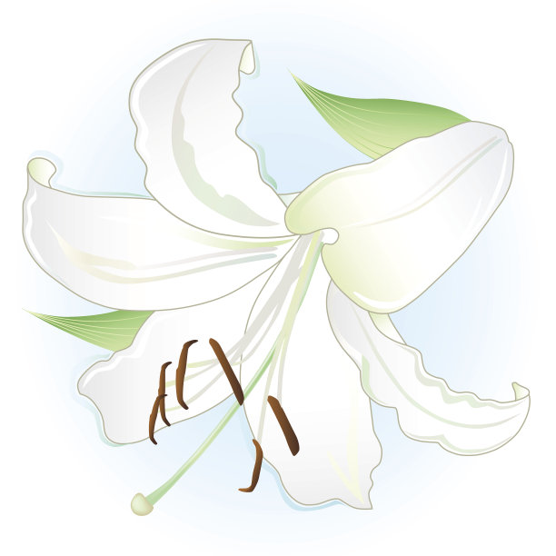 白色的百合图片下载