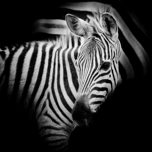 一个斑马宝宝的特写图片下载