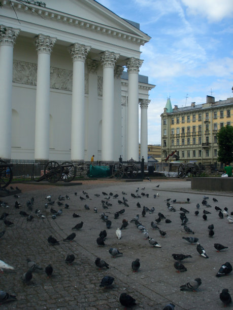 广场上的鸽子图片下载
