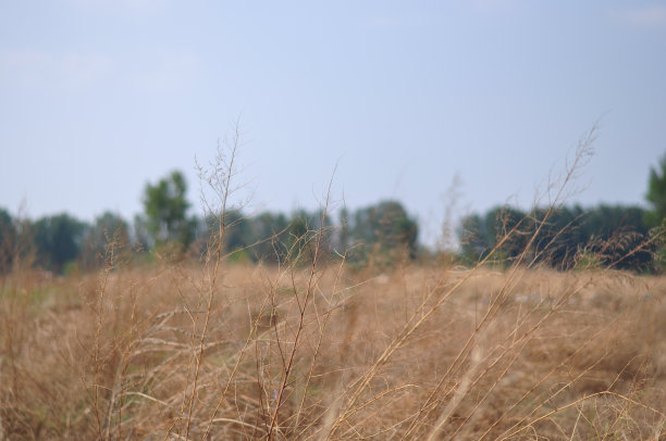 黄色的草地图片下载