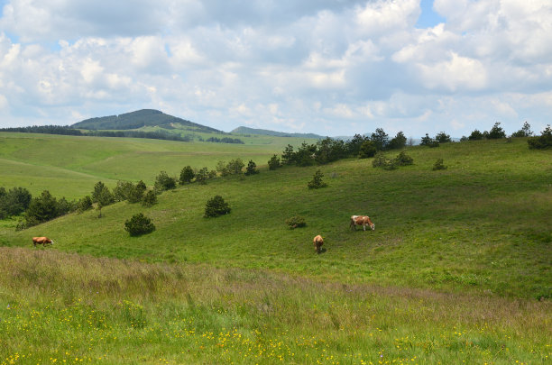 三头牛吃草图片下载