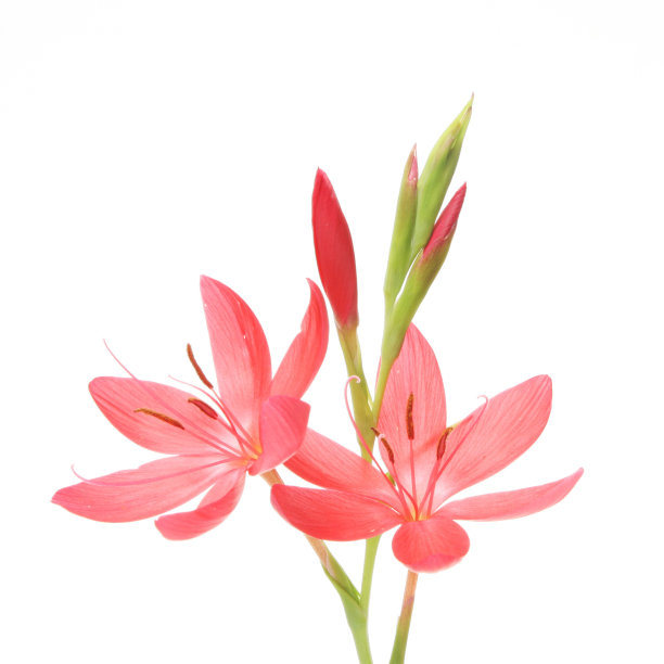 红色的花图片下载